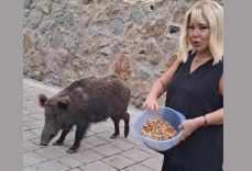 Safiye Soyman Kapısına Gelen Domuzu Elleriyle Besledi